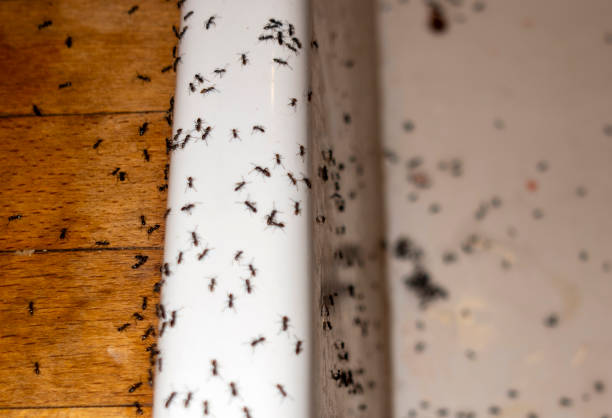 Best Pest Removal Services  in Lehi, UT
